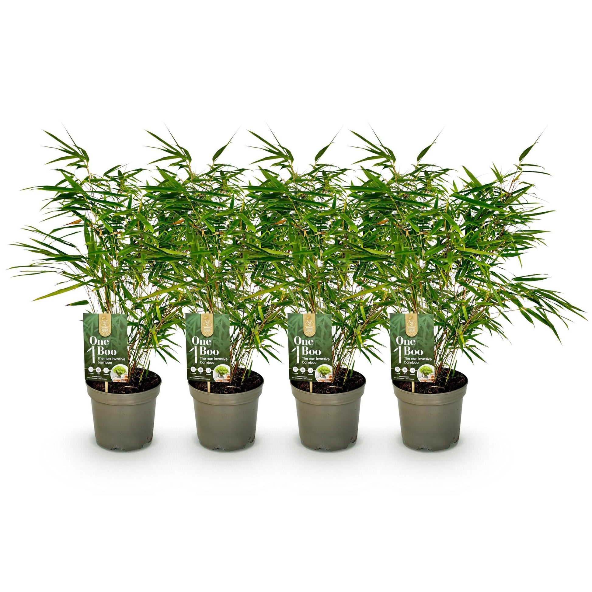 GreenboutiQ - Bambus - Fargesia rufa - Grün - 4 Pflanzen - Immergrün - Nicht Ausbreitend - Topf 17cm Höhe 60cm 