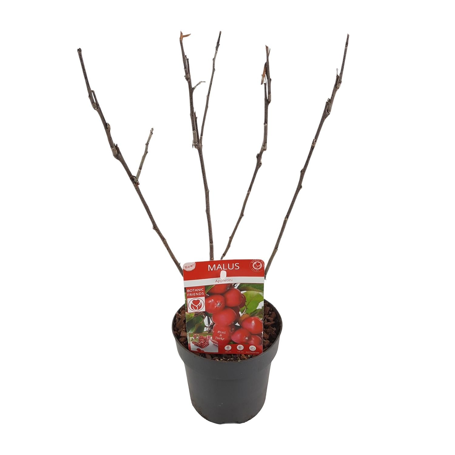 Apfelbaum Malus ‘Appletini’ – Jungpflanze Ø13cm ↕10cm – Winterharte Obstpflanze für Garten & Balkon – Bienennährpflanze mit duftenden Blüten – Pflegeleichter Zwergapfelbaum 