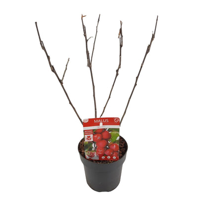 Apfelbaum Malus ‘Appletini’ – Jungpflanze Ø13cm ↕10cm – Winterharte Obstpflanze für Garten & Balkon – Bienennährpflanze mit duftenden Blüten – Pflegeleichter Zwergapfelbaum 