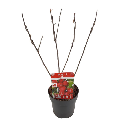 Apfelbaum - Apfel - Malus 'Appletini' - Ø13cm - ↕10cm