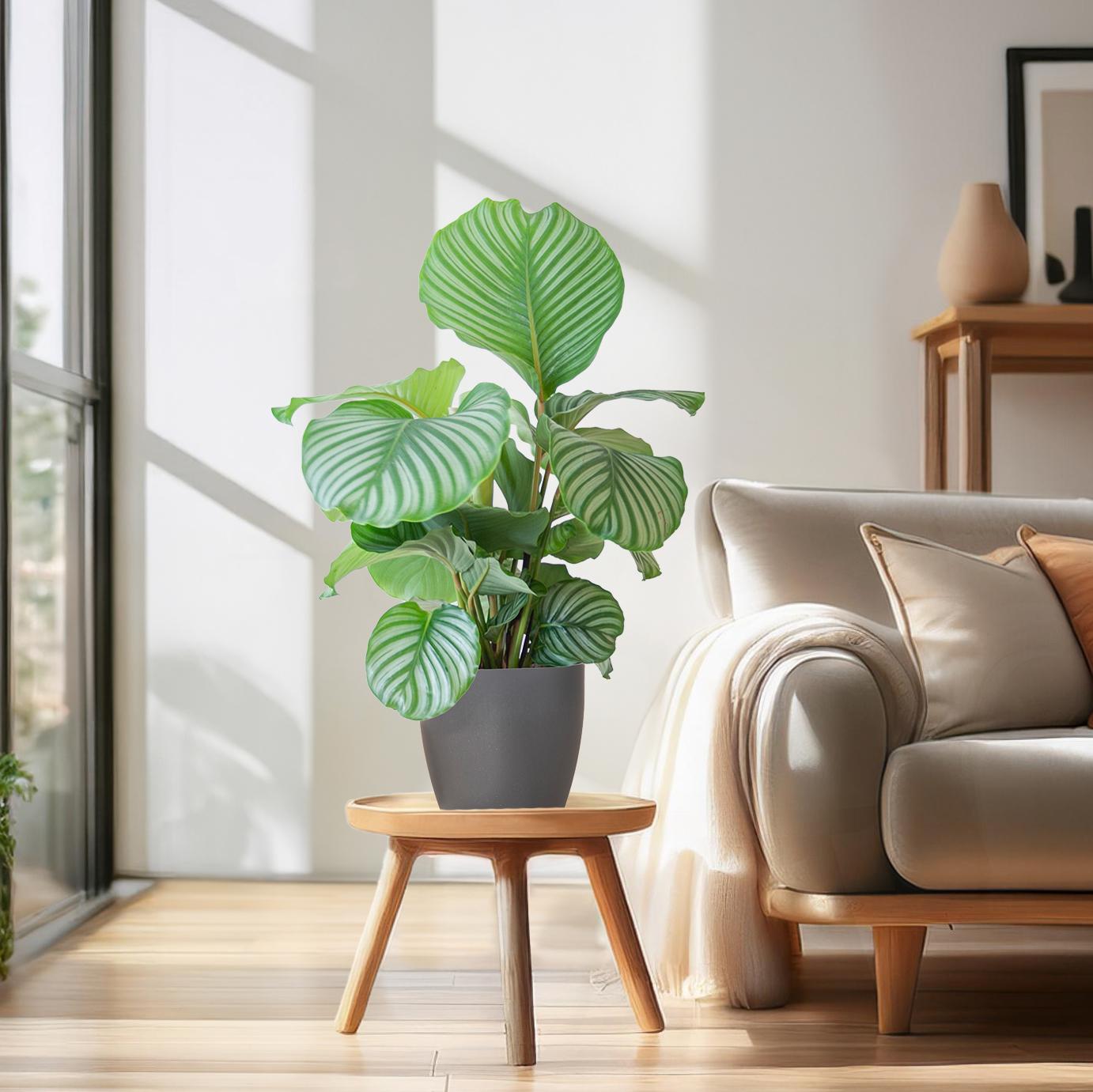 Korbmarante - Calathea Orbifolia mit Viber Grau - Zimmerpflanze - 65cm - Ø21cm