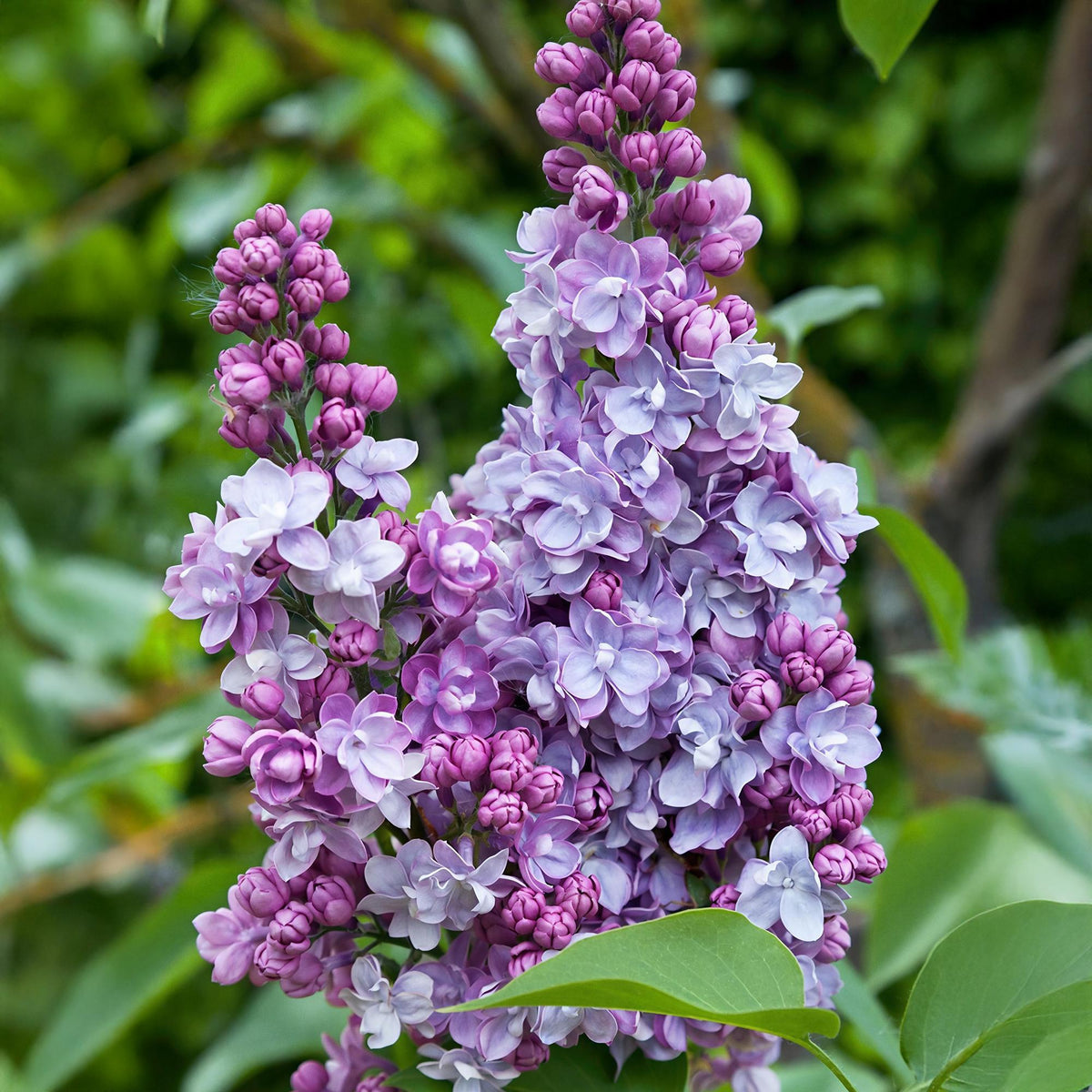 Green boutiQ - Garden Plant - Syringa vulgaris Michel Buchner - Common Lilac - Hardy - Pink - 1 Plant - Pot 17cm - Height 45cm 