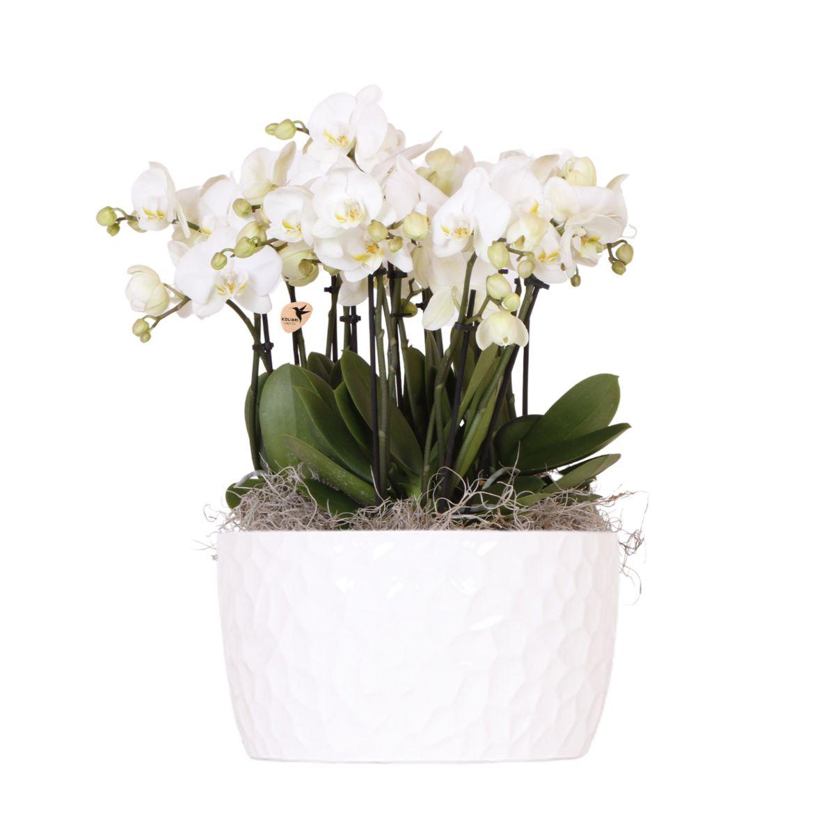 Weißes Orchideen-Set in Honey-Schale inkl. Wasserreservoir – 3 Orchideen Gent Ø12cm – Elegantes Mono-Bouquet weiß – Selbstversorgendes Pflanz-Set für Wohnzimmer, Büro & Geschenkidee 