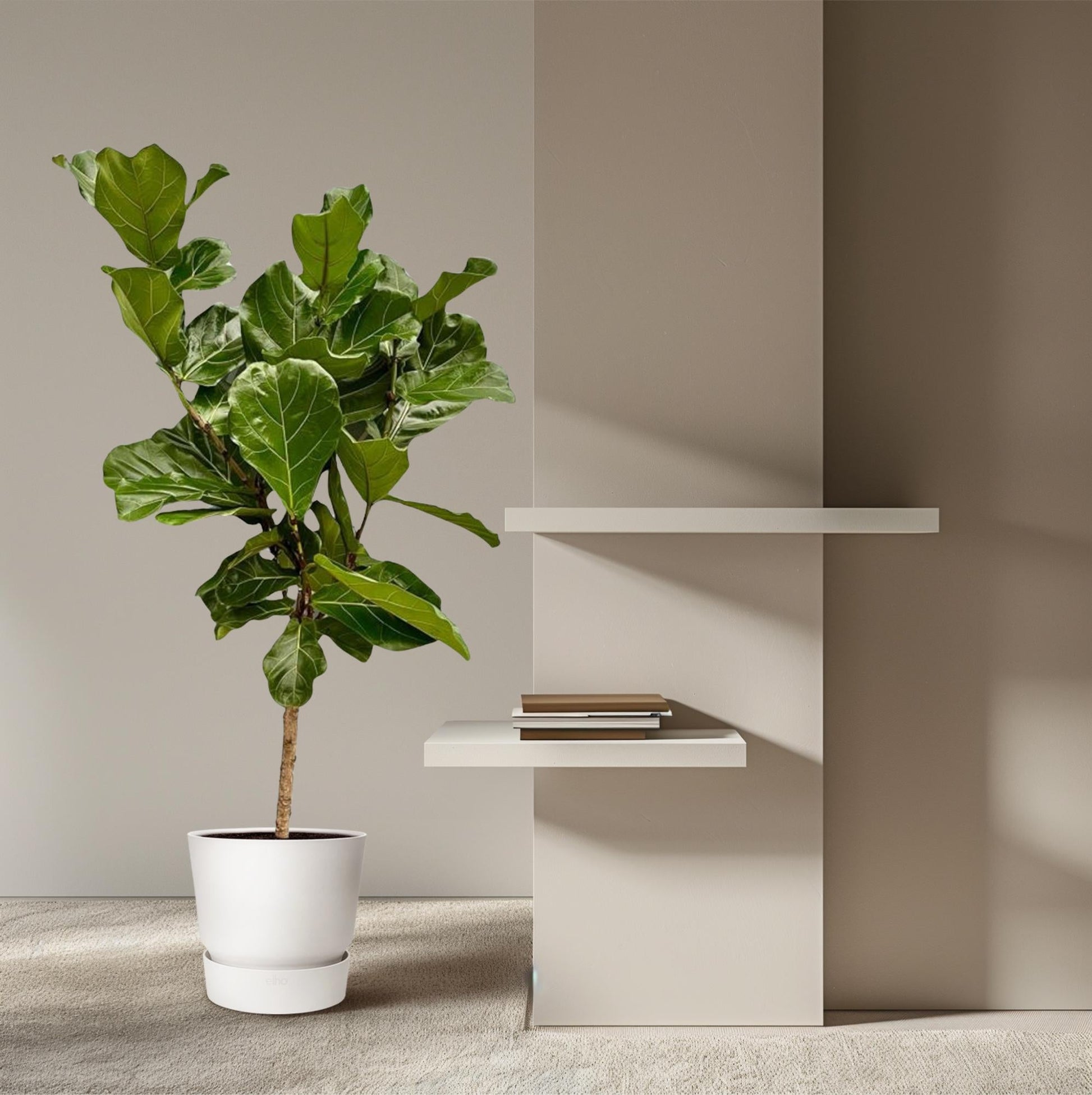 Ficus Lyrata stam - 150 cm - Ø27 