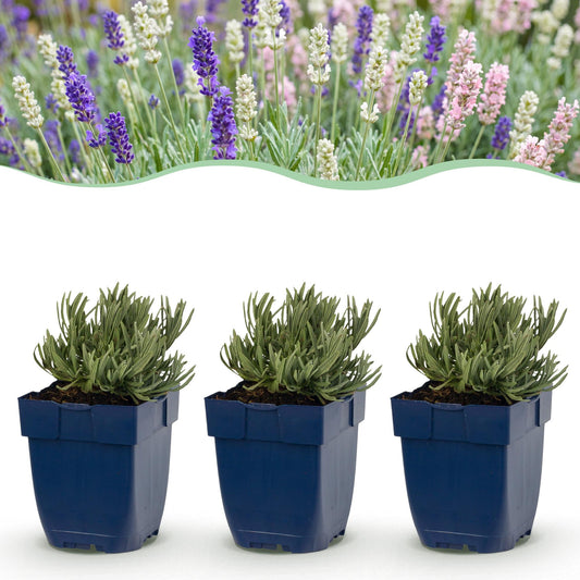 Lavendel 'Tricolour' – Lavandula 'Tricolour' – 6 Pflanzen – Topf Ø11cm – Bienenfreundliche Staude für Garten & Balkon