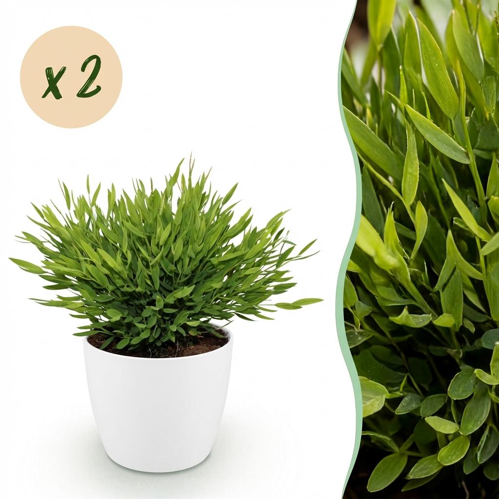 Green boutiQ - Zimmerpflanze - Bamusa Pogonatherum Monica - Bambusgras - Haustierfreundliche Pflanze - Grün - 2 Pflanzen - mit Potter Weiß - Topf 12cm - Höhe 20cm 