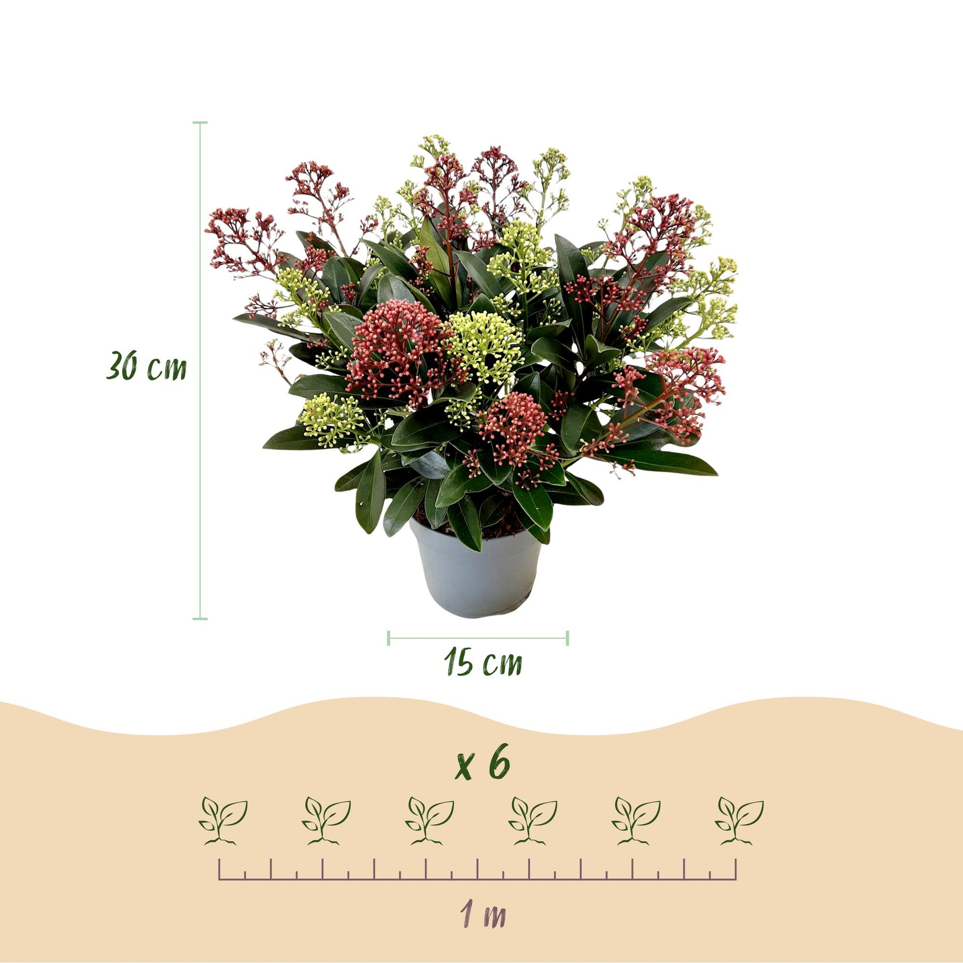GreenboutiQ - Terrassenpflanze - Skimmia japonica Festival - Blüte Weiß & Rot - 15+ Blüten - 1 Pflanze - Winterhart - Topf 15cm Höhe 30cm 