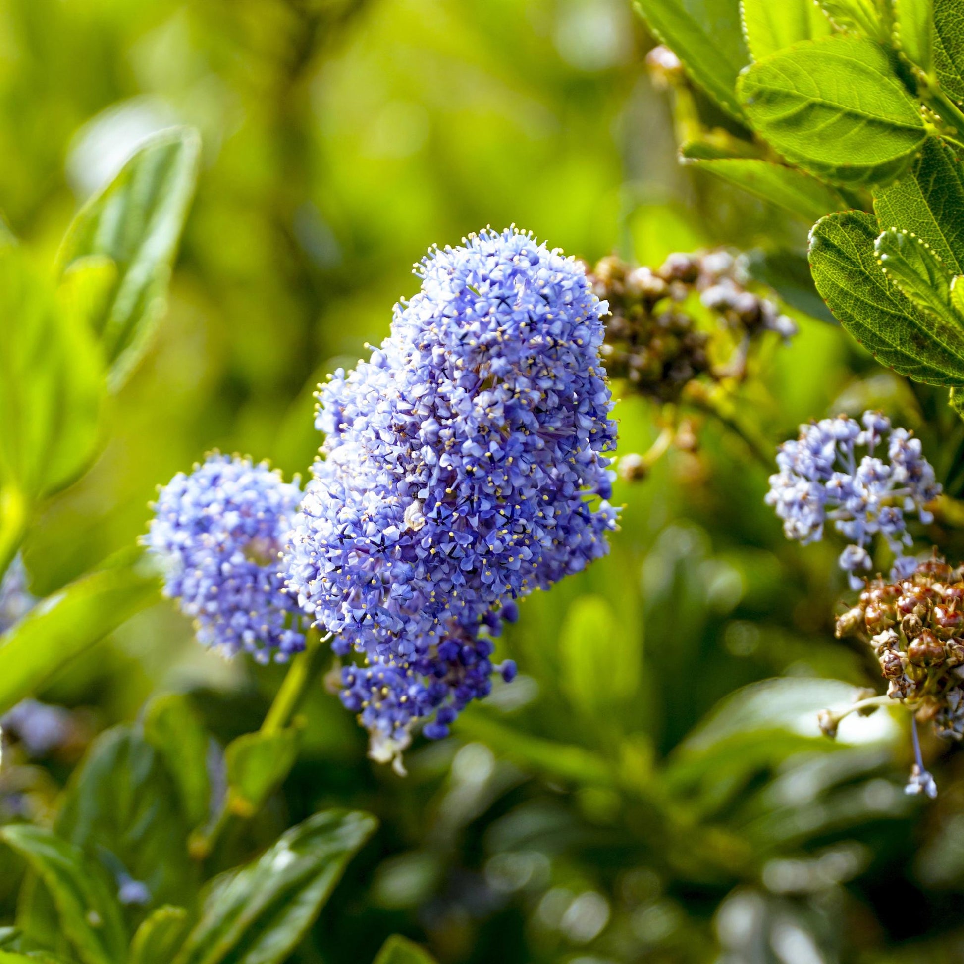 Säckelblume Ceanothus impressus Victoria Ø19cm Höhe90cm – Immergrüne Terrassenpflanze mit lila Blüten – Winterharter Zierstrauch für Balkon & Garten 