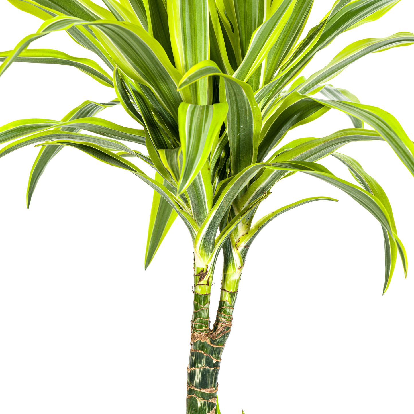 Dracaena Deremensis Lemon Lime mit Korb Ø21cm - ↕90 - 110cm 
