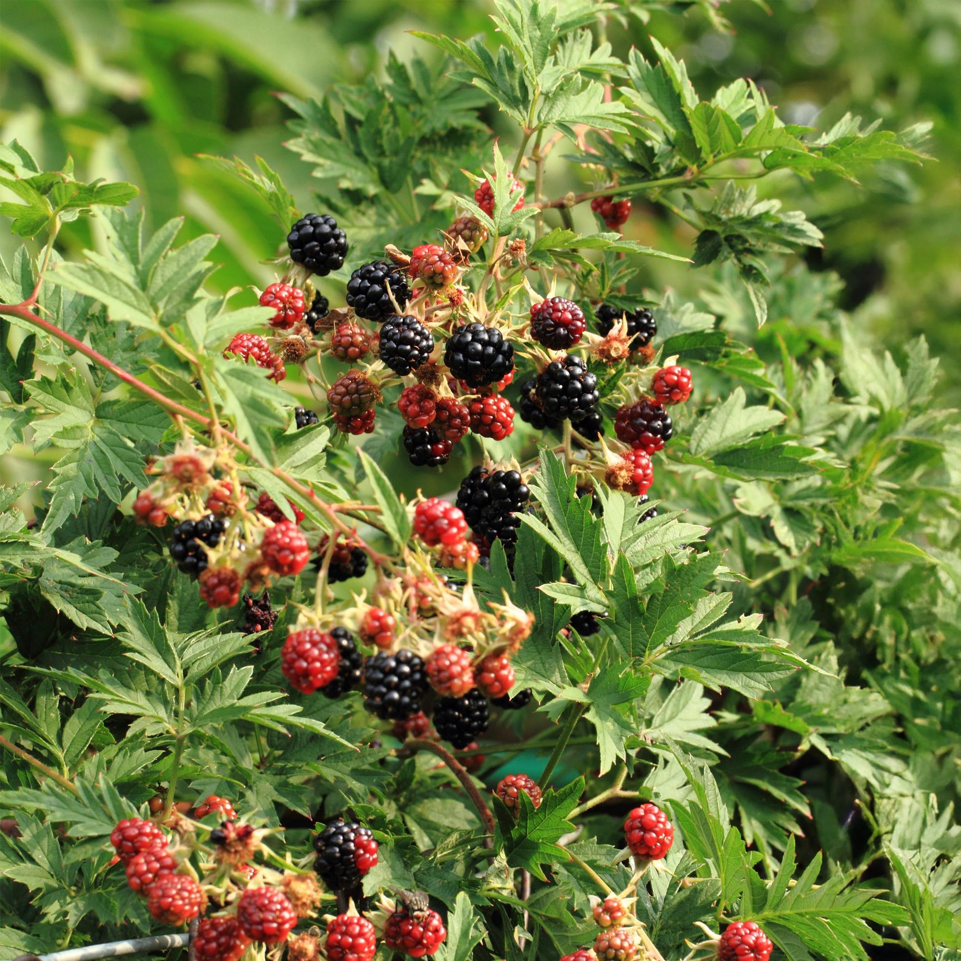 Brombeere - Rubus Thornfree Evergreen - Schwarze Brombeere - Dornlos - 2 Pflanzen - Obstpflanze - Topf 11cm Höhe 40cm 