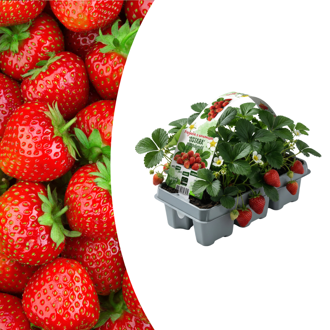 Erdbeeren, 6er-Pack (Fragaria), 100 % biologisch 
