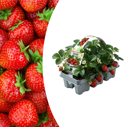 Erdbeeren, 6er-Pack (Fragaria), 100 % biologisch 