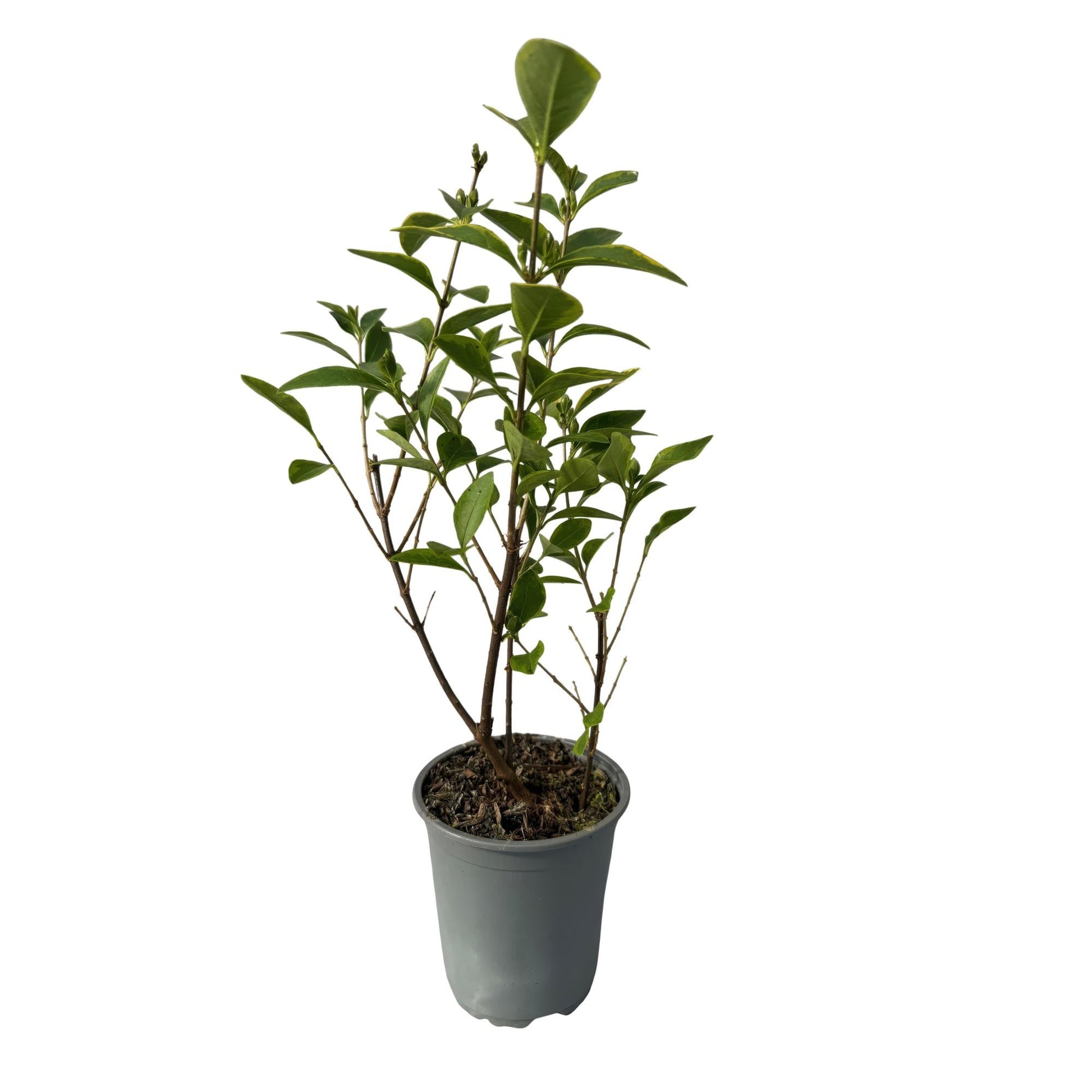 Ovalblättriger Liguster Ligustrum ovalifolium Aureum – Immergrüne Heckenpflanzen – 8 Pflanzen – 1 m – 9 cm Höhe 35–40 cm – Gelb-Grün – Pflegeleicht 