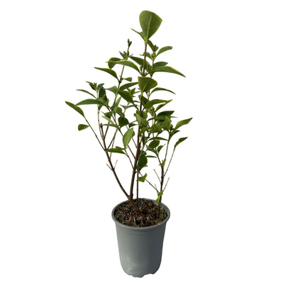 Ovalblättriger Liguster Ligustrum ovalifolium Aureum – Immergrüne Heckenpflanzen – 8 Pflanzen – 1 m – 9 cm Höhe 35–40 cm – Gelb-Grün – Pflegeleicht 