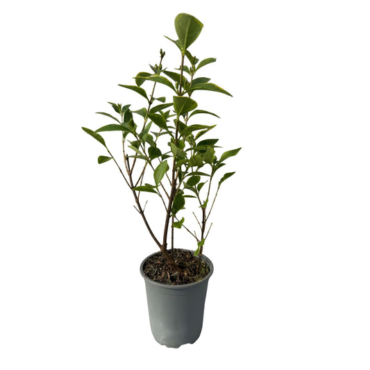 Ovalblättriger Liguster Ligustrum ovalifolium Aureum – Immergrüne Heckenpflanzen – 8 Pflanzen – 1 m – 9 cm Höhe 35–40 cm – Gelb-Grün – Pflegeleicht 