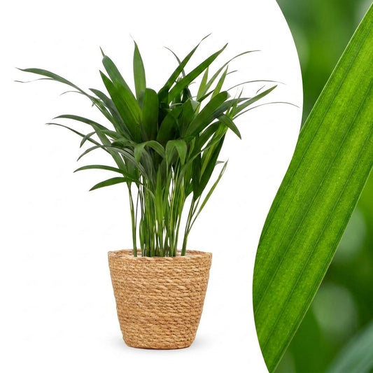 Areca-Palme – Goldfruchtpalme – Dypsis lutescens – Topf Ø12cm – Höhe 45cm – mit Korb