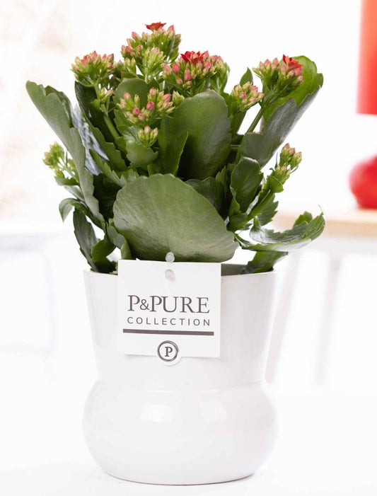 Kalanchoe Red In P&PURE Plant Vase Maximawhite - Ø12cm - ↕27cm 
