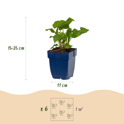 Knöterich 'Tricolour' – Persicaria 'Tricolour' – 6 Pflanzen – Topf Ø11cm – Bienenfreundliche Staude für Garten & Balkon