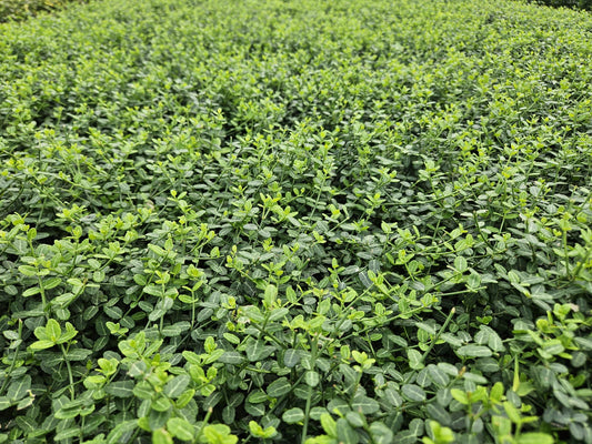 Kleinblättrige Teppichspindel – Euonymus fortunei 'Minimus' – ↕10-25 cm – Ø9 cm – 20 Pflanzen – Bodendecker – Pflegeleicht & Winterhart – Garten & Beete