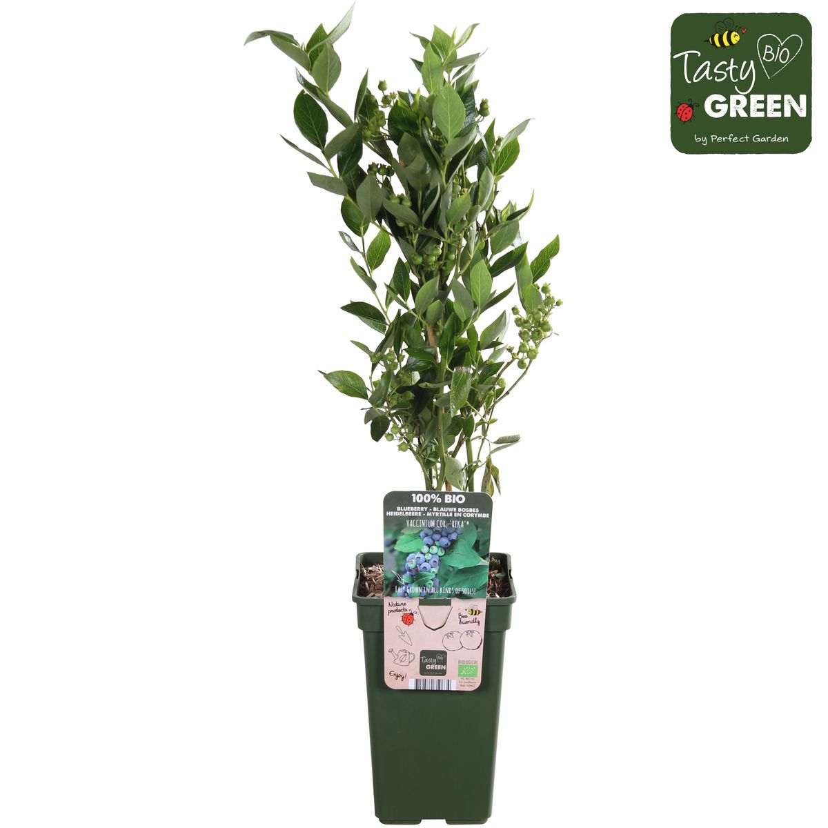 Vaccinium corymbosum 'Reka' – Blaubeere – Ø13cm – ↕45cm – Bio-Anbau – Ertragreiche Heidelbeere 
