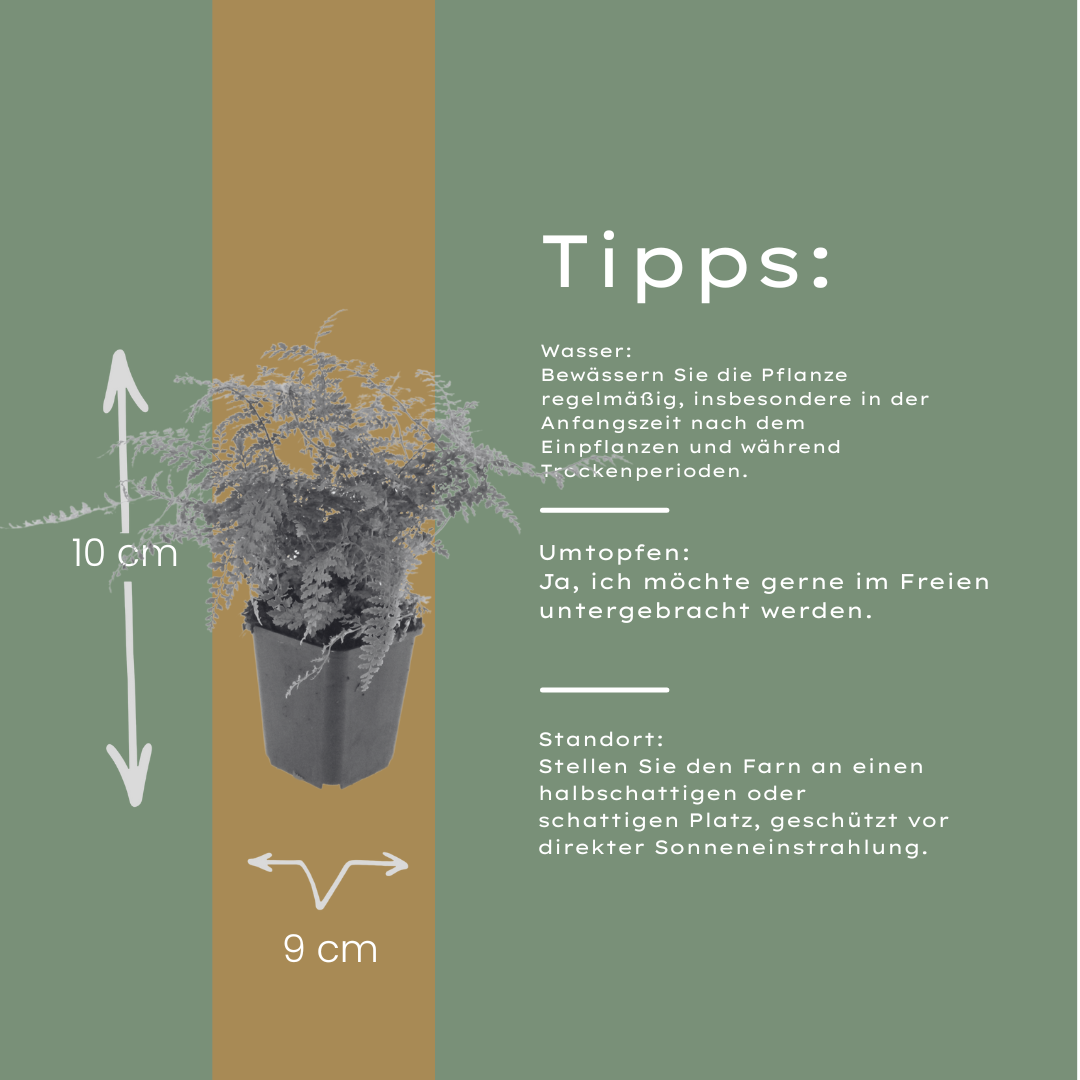 Polystichum setiferum Herrenhausen – 6 Pflanzen – Ø9cm – Höhe 10-25cm – Immergrüner Farn – Schattenpflanze für Beet & Gehölzunterpflanzung - Oasis of Life
