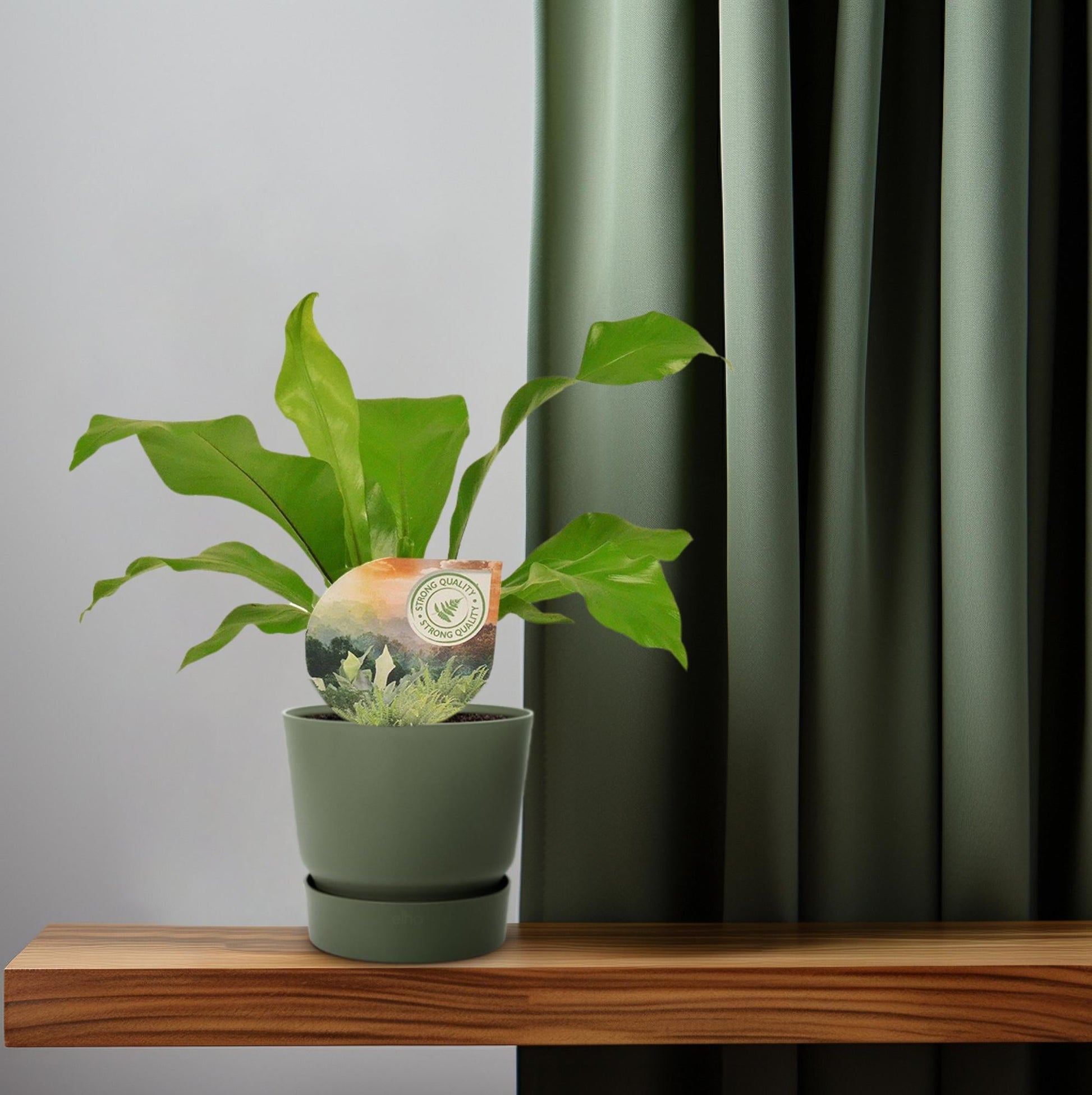 Rippenfarn – Asplenium Nidus – Zimmerpflanze – Ø12 cm – ↨35 cm – Pflegeleicht & Luftreinigend – Ideal für Halbschatten 