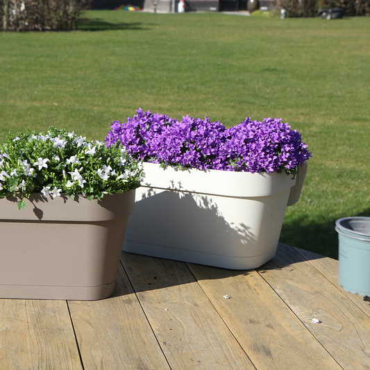 Campanula Addenda Ambella Intensives Violett - Balkonpflanzer weiß mit 3 Campanula-Töpfen Größe 12cm - Inkl. Aufhängesystem - Glockenblume violett - Stauden