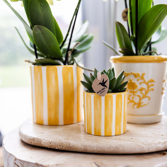Ostergeschenkset Klein - Grüne Pflanze mit gelber Phalaenopsis-Orchidee in Painted Stripe Übertöpfen auf weißem organischen Tablett 