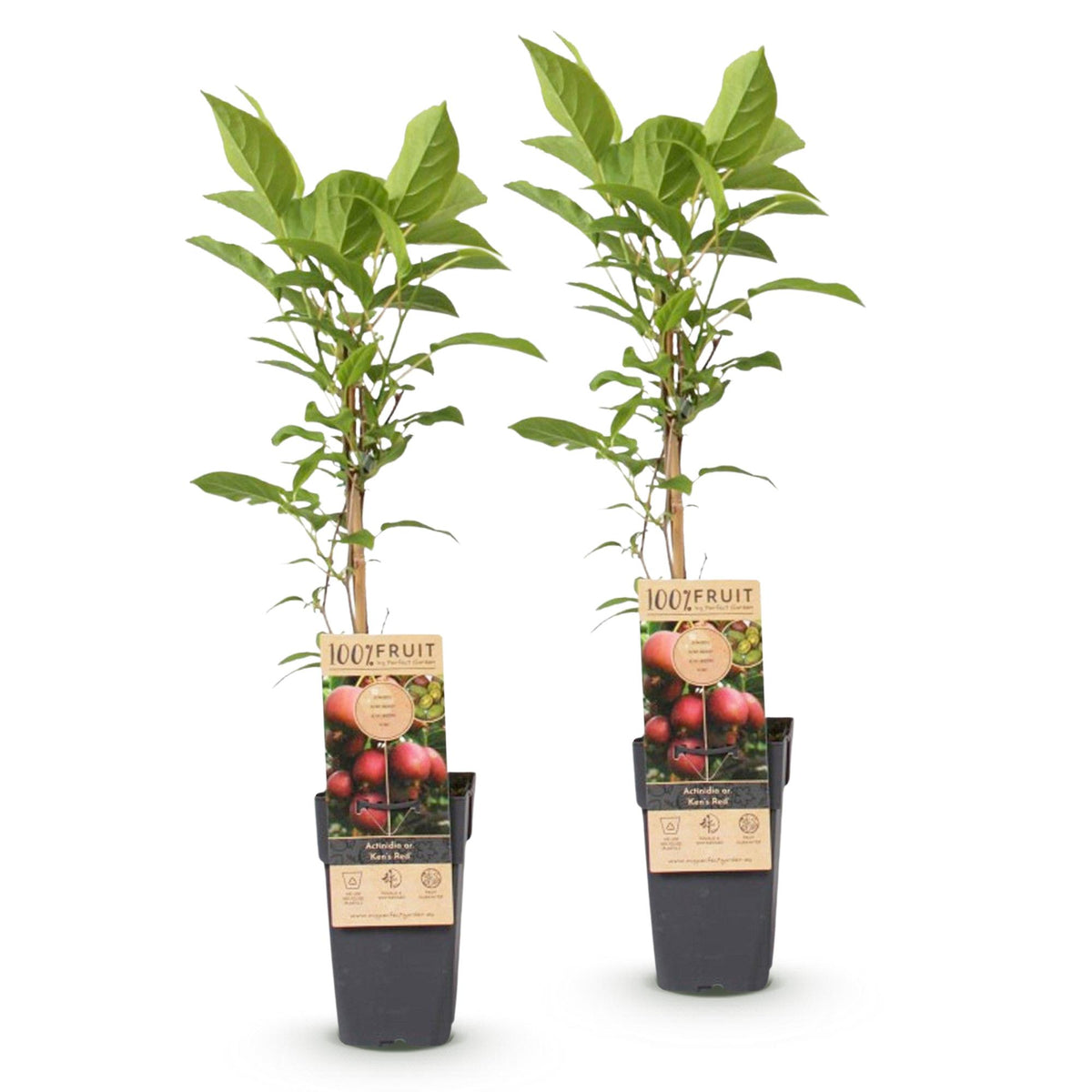 Green boutiQ - Fruit Plant - Actinidia deliciosa Ken's Red - Kiwi Plant - Female - Red Fruit - 2 Plants - Pot 15cm - Height 50cm 