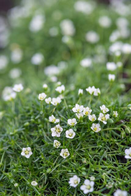 Sagina subulata – Irisches Moos – 6er-Set Bodendecker – Ø9cm – Immergrün & trittfest – Pfriemen-Mastkraut für Fugen, Steingarten & Rasenersatz – ↕10–25 cm