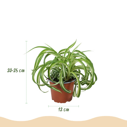 Green boutiQ - Zimmerpflanze - Chlorophytum comosum Bonnie - Lockige Graslilie - Haustierfreundliche Pflanze - Grün - 4 Pflanzen - mit Potter Grau - Topf 12cm - Höhe 20cm 