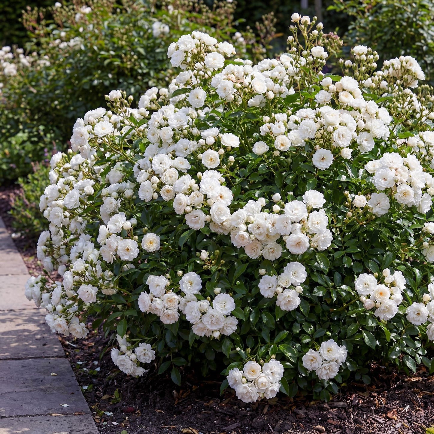 Green boutiQ - Gartenrose - Rosa White Fairy - Rose - Winterhart - Weiß - 1 Pflanze - Topf 12cm - Höhe 20-25cm 