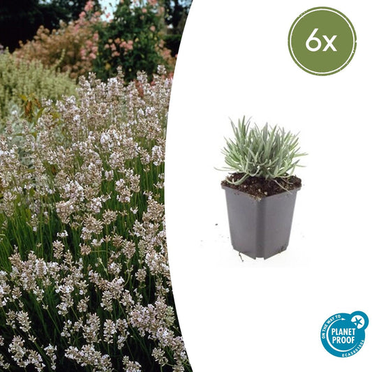 Lavendel Lavandula int. 'Edelweiss' – ↕10-25cm – Ø9cm – 6 Pflanzen – Weiße Blüten, Bienen- & Schmetterlingsfreundlich, Winterhart
