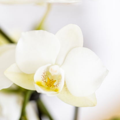 Pflanzenset – Weiße Phalaenopsis Orchidee Lausanne & Sukkulente – Keramik-Ziertöpfe auf weißem Tablett – Zimmerpflanze – Ø9 cm 