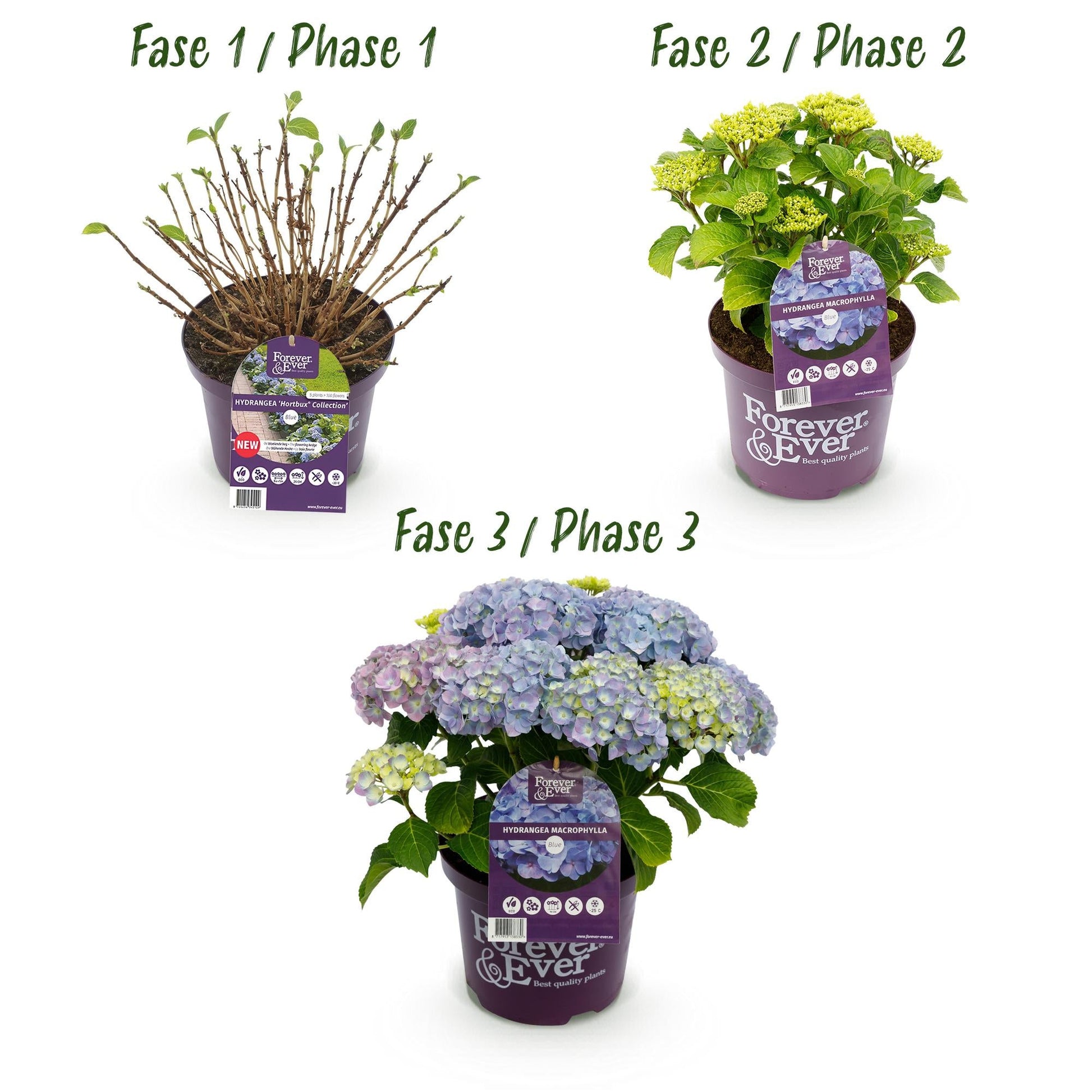 Hortensie Forever & Ever – Hydrangea macrophylla – Blau – Balkonpflanze – 7–12 Blüten – Im 23 cm Topf – Ca. 55 cm hoch – Für Terrasse, Balkon & Beet – Langanhaltende Blüte – Pflegeleicht 