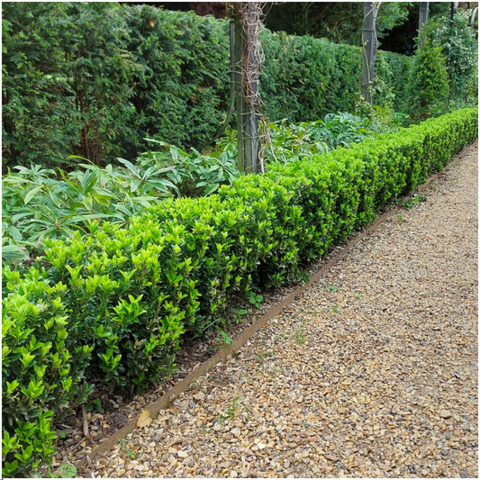 Japanischer Spindelstrauch Euonymus 'Green Spire' – Ø7cm, ↨15cm – 48 Pflanzen – Aufrechter, winterharter Zierstrauch für Garten, Terrasse & Hecke