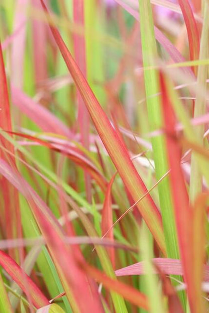 Japanisches Blutgras - Imperata cylindrica 'Red Baron' - ↕10-25cm - Ø9cm - 20 Stück