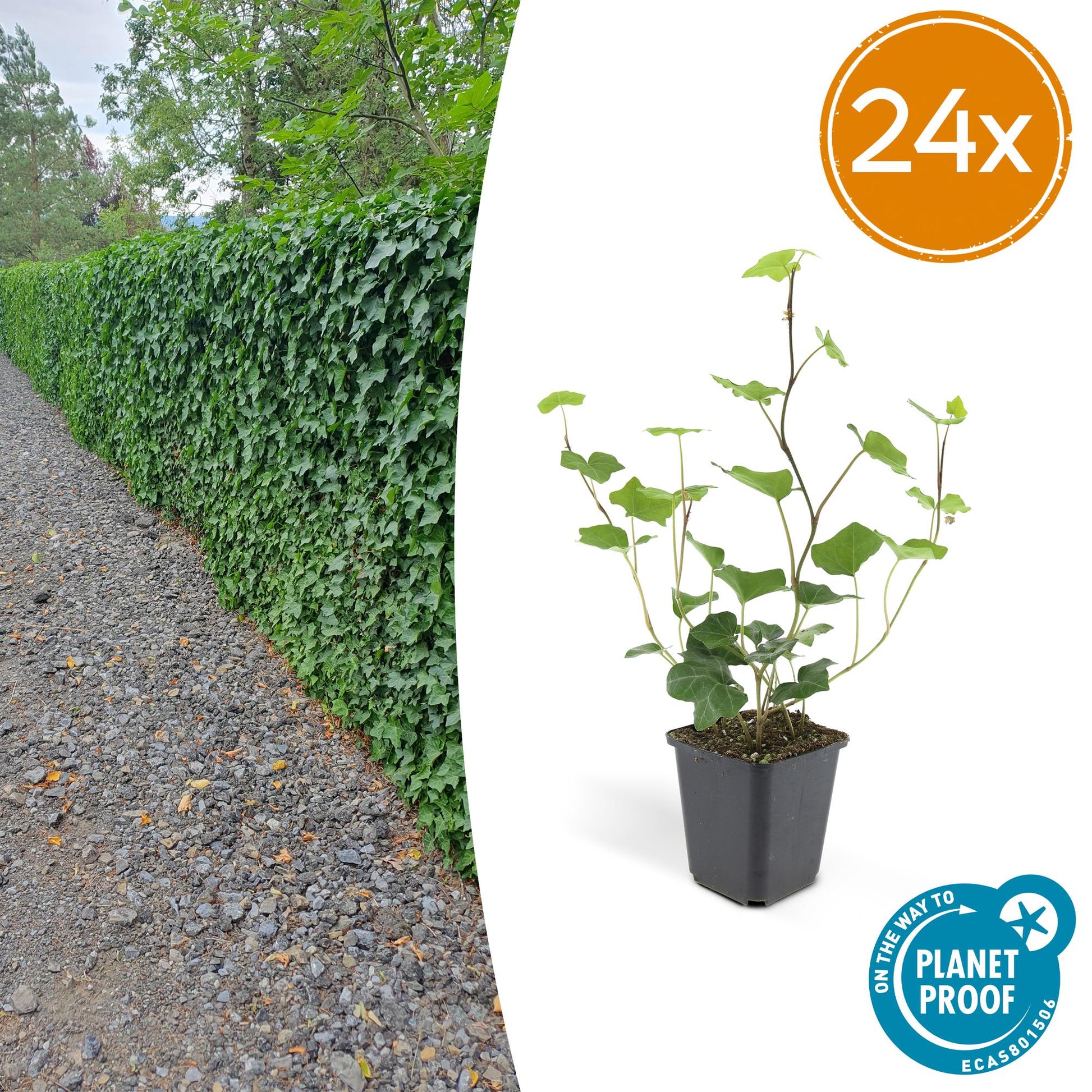Hedera hibernica – Irischer Efeu – 24 Pflanzen – ↕10–25cm – Ø9cm – Immergrüner Kletter- & Bodendecker – Pflegeleicht & winterhart – Für Hecken, Sichtschutz & Begrünung 