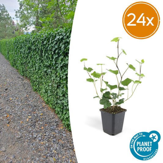 Hedera hibernica – Irischer Efeu – 24 Pflanzen – ↕10–25cm – Ø9cm – Immergrüner Kletter- & Bodendecker – Pflegeleicht & winterhart – Für Hecken, Sichtschutz & Begrünung 