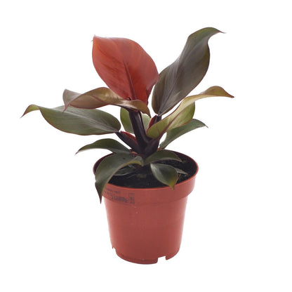 Philodendron Imperial Red – Ø12cm – ↕25cm – Tropische Zimmerpflanze – Luftreinigend & dekorativ – Pflegeleicht 