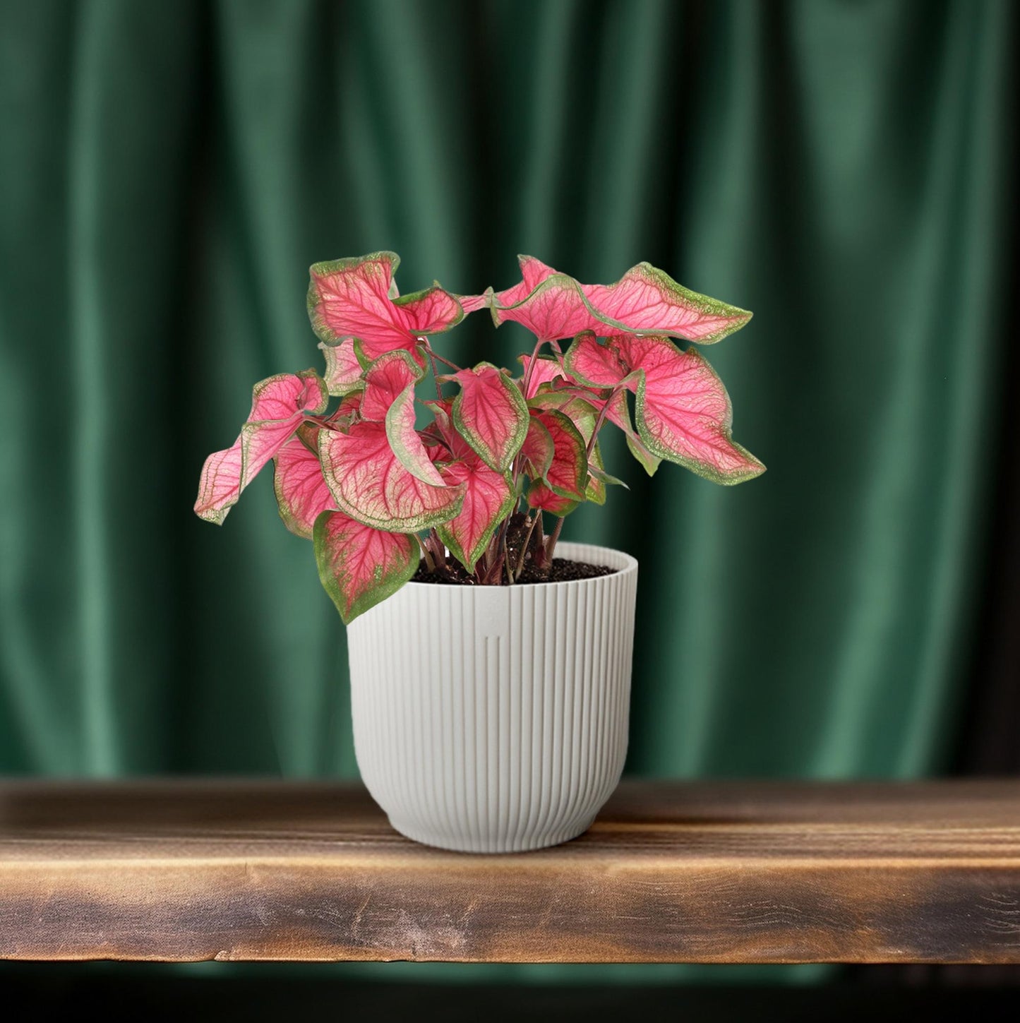Caladium Sweetheart - Ø12cm - ↕25cm 