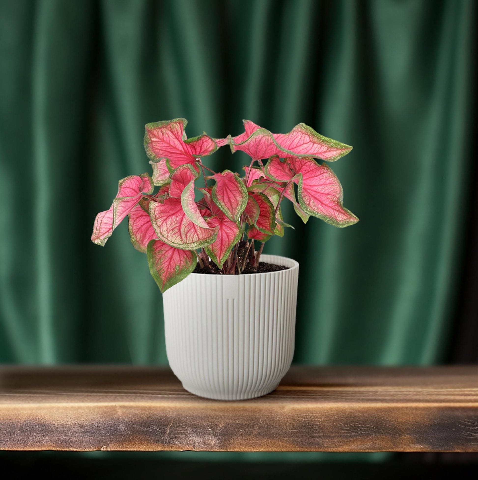 Caladium Sweetheart - Ø12cm - ↕25cm 