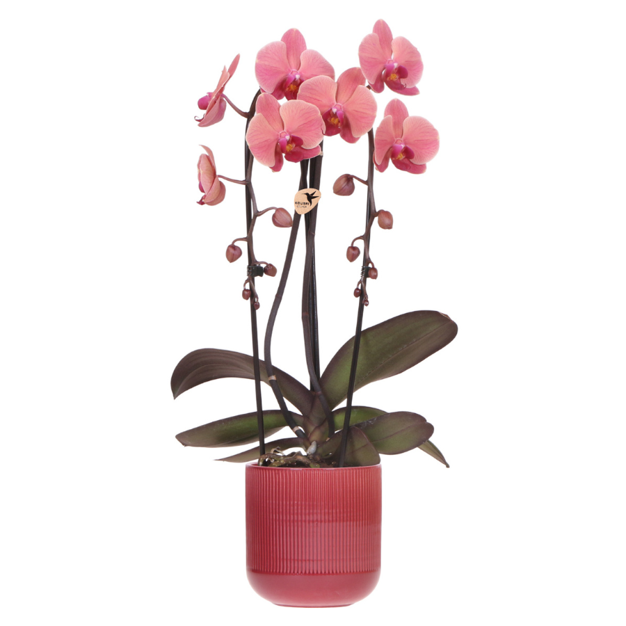 Kolibri Orchids | Narbonne Niagara Falls Orchidee + Roter Flare-Übertopf – Topfgröße Ø12 cm | Blühende Zimmerpflanze – Frisch vom Züchter 