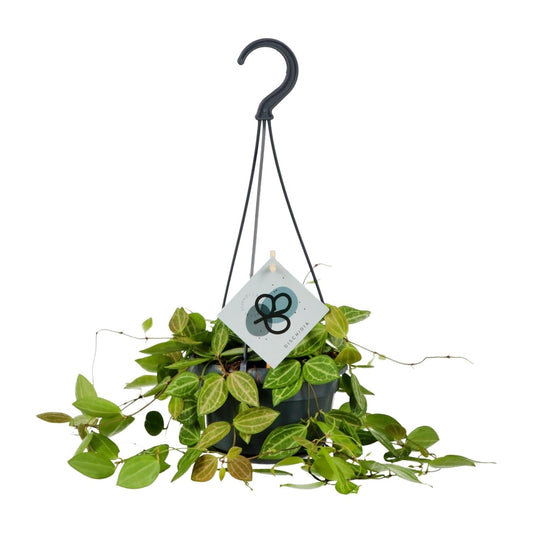 Dischidia Ovata – 40 cm hoch – Ø14 cm Topf – Sukkulente Zimmerpflanze mit Wassermelonen-Blättern – Pflegeleicht & dekorativ – Ideal für Regal, Hängeampel oder Büro 