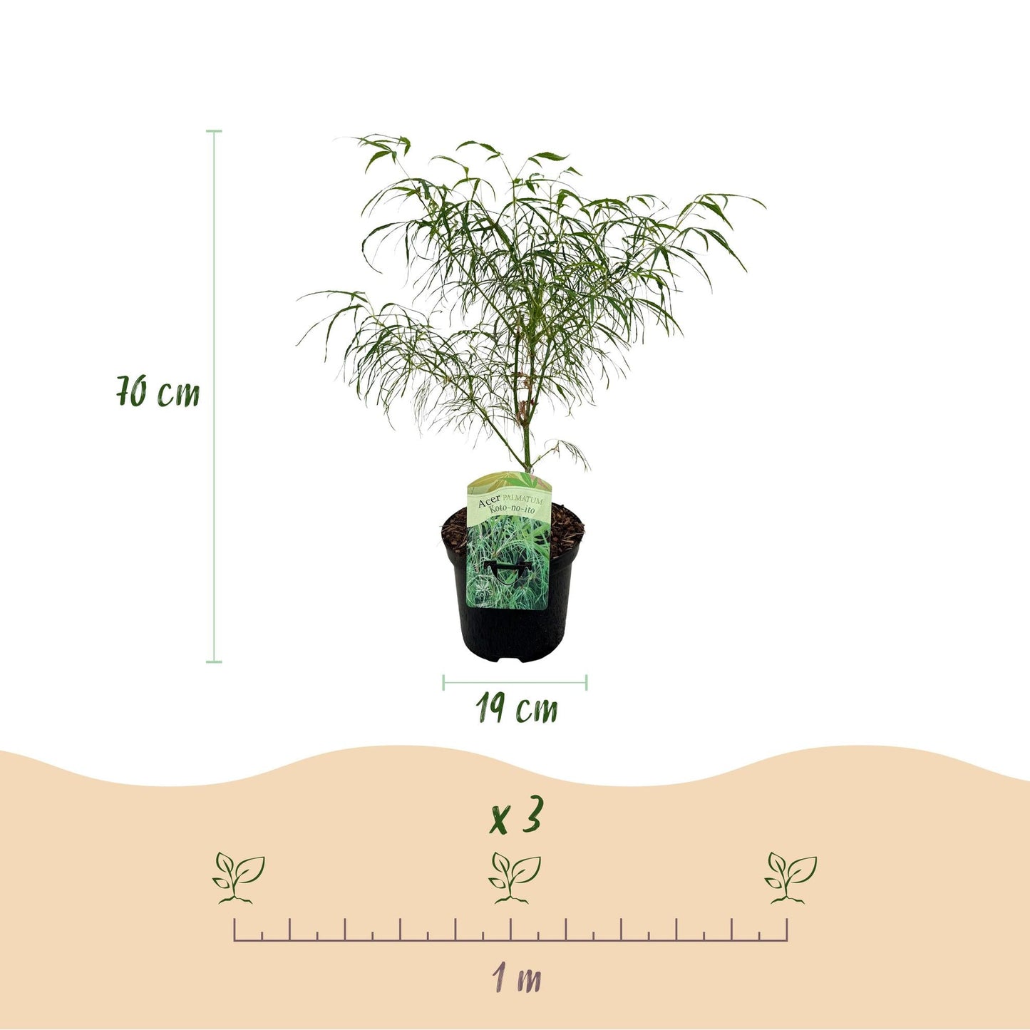 Japanischer Ahorn – Acer palmatum 'Koto-no-ito' – 2 Pflanzen – ca. 70 cm hoch – Topf Ø19 cm – feingliedriges grünes Laub – Balkon- & Gartenpflanze 