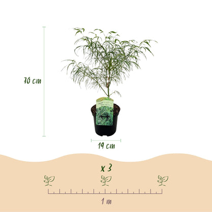 Japanischer Ahorn – Acer palmatum 'Koto-no-ito' – 2 Pflanzen – ca. 70 cm hoch – Topf Ø19 cm – feingliedriges grünes Laub – Balkon- & Gartenpflanze 