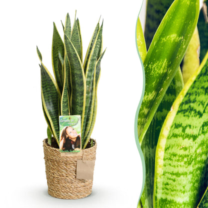 Green boutiQ - Zimmerpflanzen - Sansevieria Laurentii - Schwiegermutterzunge - Pflegeleicht - mit Korb - Grün - Gelb - 1 Pflanze - Topf 17cm - Höhe 60-70cm 