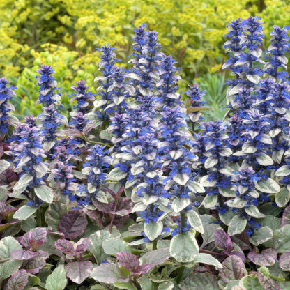 Ajuga reptans 'Burgundy Glow' – 48 Pflanzen – ↕10-25cm – Ø9cm – Bodendecker – Mehrfarbiges Laub – Winterhart & Pflegeleicht – Bienenfreundlich