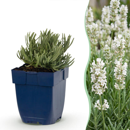 Lavendel 'Edelweiss' – Lavandula angustifolia 'Edelweiss' – 6 Pflanzen – Topf Ø11cm – Bienenfreundliche Staude für Garten & Balkon