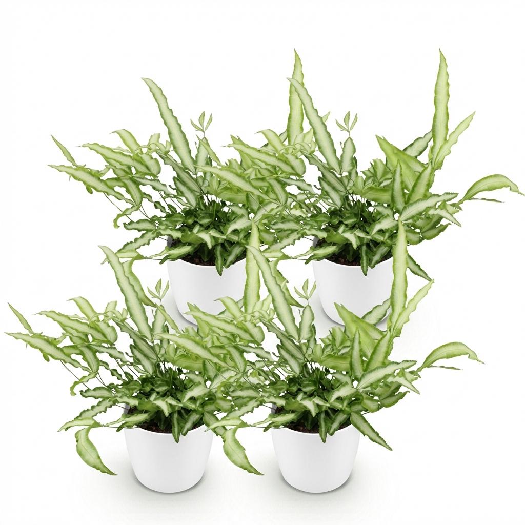 Green boutiQ - Zimmerpflanze - Pteris cretica Albolineata - Schwertfarn - Haustierfreundliche Pflanze - Grün - 4 Pflanzen - mit Potter Weiß - Topf 12cm - Höhe 20cm 